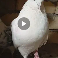 کفتر|پرنده|سجاس رود, |دیوار