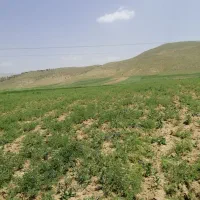 نخود گریت