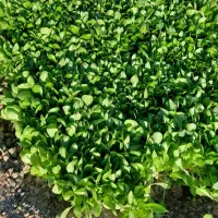 نشا کاهو فروش نشا کاهو