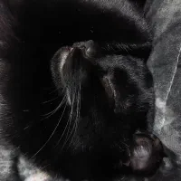 واگذاری شدو 5 ماهه|گربه|تهران, ونک|دیوار