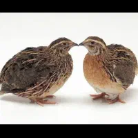 بلدرچین تخمگذار و گوشتی