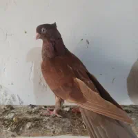 کبوتر صرب|پرنده|خورموج, |دیوار