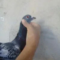 کفتر|پرنده|جیرفت, |دیوار