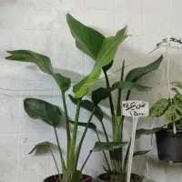 نزدیک روز معلم ه از گل یادت نشه