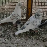 کفتر تهرانی