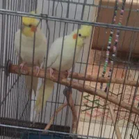 دو عدد عروس هلندی نر و ماده