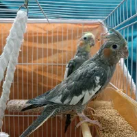 عروس هلندی|پرنده|مشهد, ادیب نیشابوری (شهرک غرب)|دیوار