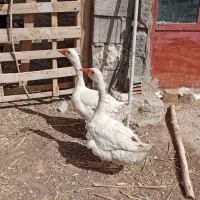 غاز