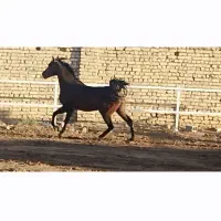 اسب نریون و مادیون دره شوری