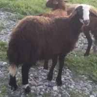 یک عدد بره نره تخمی جنس عالی