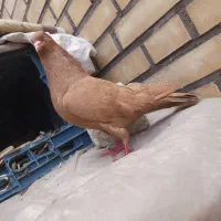 پرنده سرخ