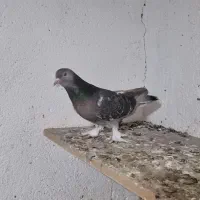 ترکیه رفته مژدگانی خوب میدم