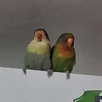 دوتاپرنده برزیلی