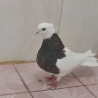 کبوتر طوقی الماسی