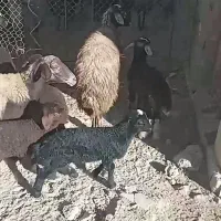 گوسفند داشتی