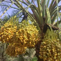فروش نخل برحی