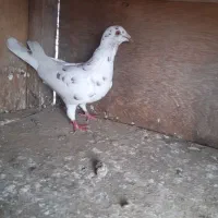کبوتر ماده دورگ|پرنده|نکا, |دیوار