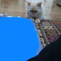 گربه پرشین|گربه|فولادشهر, A4|دیوار