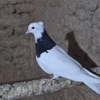 کبوتر