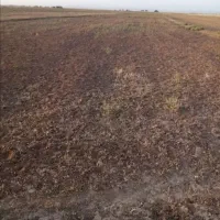 زمین کشاورزی بین اراضی  قدمگاه و کزاز