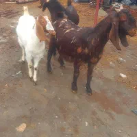 بز افغانی|حیوانات مزرعه|جوکار, |دیوار