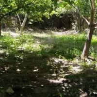 باغچه باغ  250متری|فروش دفتر صنعتی، کشاورزی، تجاری|باغ بهادران, |دیوار