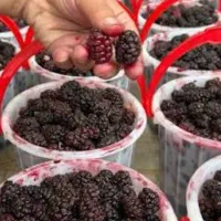 شاتوت شاه توت