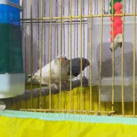 خاص ترین فنچ ایران فنچ وایدا و جامبو big size|پرنده|شیراز, عفیفآباد|دیوار