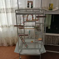 جوج شاه طوطی نر۶ماهه سخنگو(۲۵کلمه فعلا) فول دستی