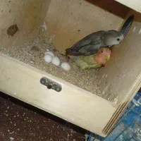 طوطی کوتوله یا برزیلی