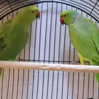 جفت ملنگو مولد ایده آل