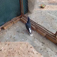 کفتر|پرنده|اردکان, |دیوار