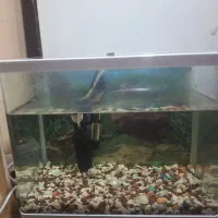 آکواریوم|ماهی|خرمشهر, |دیوار