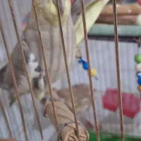 عروس هلندی|پرنده|بیجار, |دیوار