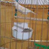 قناری ماد مست|پرنده|مشهد, رضاییه|دیوار