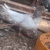 جفت کبوتر کله ایی