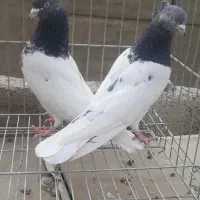 کبوتر      پاکدشت  مامازن|پرنده|پاکدشت, پاکدشت (مامازند)|دیوار