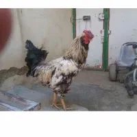 ۲عدد خروس