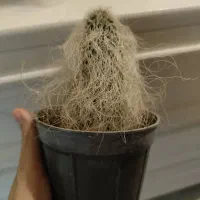 کاکتوس اولدمن