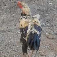 یک عدد خروس فروشی|حیوانات مزرعه|ایرانشهر, |دیوار