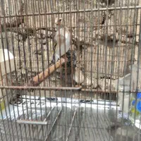 سهره ماده  کرمانی  رسمی قناری