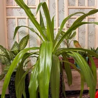 گل برگ ذرتی