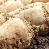 چغندر برای دامداران