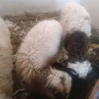 دو تا بره ماده و یک بز