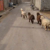 فروش|حیوانات مزرعه|آبدانان, |دیوار