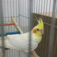 عروس هلندی|پرنده|اردکان, |دیوار