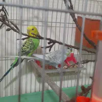 مرغ عشق رنگین کمانی و هلندی مولد تضمینی|پرنده|ارومیه, |دیوار