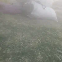 علف.یونجه|حیوانات مزرعه|شهرکرد, |دیوار