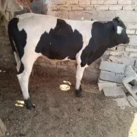 6راس گوساله نر