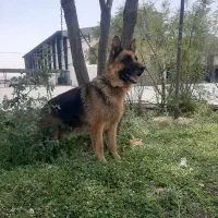 سگ ژرمن|سگ|کهریزک, |دیوار
